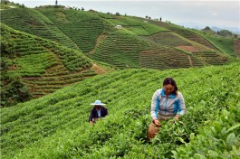 “都匀毛尖”火了:贵州打造“茶旅一体化”新模式 