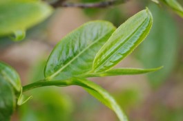 临沧永德：茶祖栖居的地方