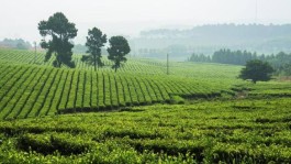 茶旅胜地：金坛雀舌茶乡之旅