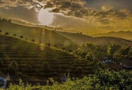 茶旅创新 | 你还在老老实实开茶园吗，别人都这样做了！