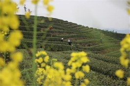 湄潭县：以茶促旅 以旅兴茶 大力发展茶旅一体化