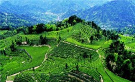 高山之巅 邓村茶山变公园