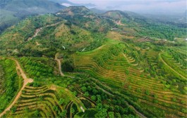 安徽金寨：茶旅融合振兴乡村经济