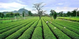 广东英德：让茶园成为农旅结合之地