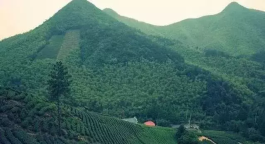 九大茶旅模式，让茶园+旅游的盈利做到极致！