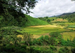 西双版纳普洱茶名山之布朗山