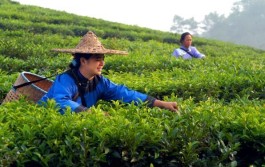 墨江五大古茶山之——景星豪门古茶山