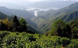 “蒙顶山茶”行业标准见成效 ——《蒙顶山茶生产加工技术规程》等三项行业标准公布实施