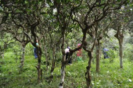 云南普洱打造景迈山古茶林普洱茶品牌 推出可追溯茶产品