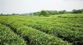 茶树园如何能保证高产量，生长的气候条件尤其重要