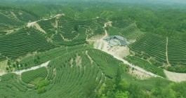 金牌茶旅路线，山茶茶业的张骞故里·丝路茶乡山花万亩生态茶园观光游路线