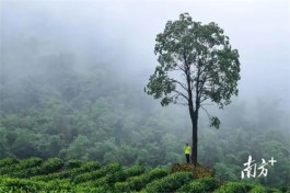 广东最受欢迎十大茶旅游线路：英德市小龙女彩虹茶园