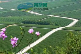 首个国际茶日江苏主场活动在宜兴启动 发布江苏省重点茶区茶旅精品线路