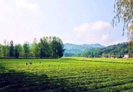 茶旅小镇：广西梧州·苍梧县六堡特色小镇