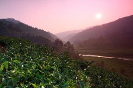 五指山茶农采茶忙 早春茶春节后将大规模上市