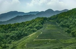 湖北茶要研发确立主打品牌