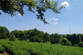 茶乡旅游精品线路——江苏常州 茅山茶海·茶世界探索之旅