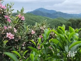 广东最受欢迎十大茶旅游线路：肇庆市广宁县广东凤之源茶业-广宁茶旅