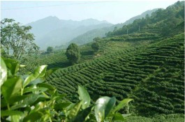 开发建设茶旅游 安化签订百花寨茶旅项目