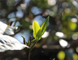 茶山行：难辨冰岛茶，到底是真正的古树茶还是小树茶？