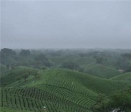 信阳浉河区：奋进新时代 茶旅融合助推乡村振兴