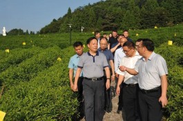 湖南省人大农业委来常开展茶叶产业发展情况调研
