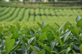 微风吹来茶叶香