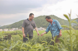 闽北做好茶“业”文章推动产业转型升级 茶山成为“金山银山”
