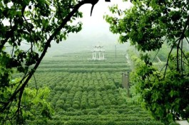 茶旅胜地：龙坞茶镇茶乡之旅
