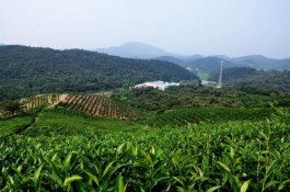 茶旅融合 奏响信阳平桥富民曲