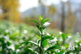 老牌绿茶产区跨界制红茶，衢州茶年创收12.68亿元
