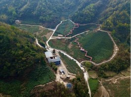 茶园变景区 张湾白马山村的“茶旅休闲”发展之路