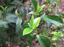 普洱茶：我在茶山行走中认识你之茶山行记