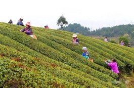 凤冈：33万亩春茶抢“鲜”开采