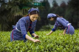 全国首个生态观光茶旅线路发布 15个省40条春夏茶乡旅游线路入围