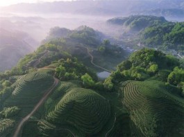 满山茶树吐新芽，来场茶旅体验吧