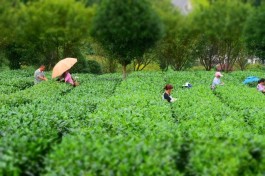 【贵州乡土风味】上茶！上贵州茶！