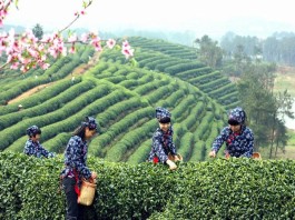 第七届重庆（永川）国际茶文化旅游节本月底开幕