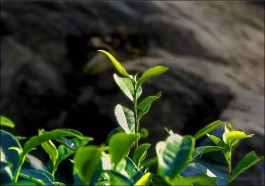 茶产业的新亮色