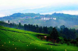 茶文化与生态旅游
