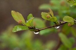 春雨来临，勐海茶区再次普遍降温