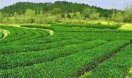 湖北省茶文化旅游线路推荐——武汉·黄陂花香茶谷