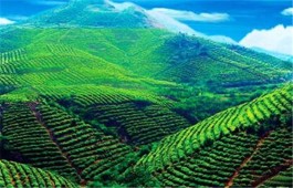都匀市毛尖镇有茶园117000亩，产值达7.6亿元
