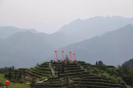 最美茶园：三峡萧氏生态观光茶园