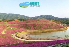 安化县茶乡花海生态文化体验园4月28日中午12时58分正式开园