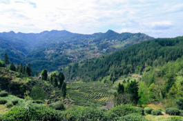 川东茶旅好去处：富硒佳茗养生 诗画茶园悦目