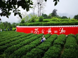 “湘西黄金茶”成为茶叶湘军中跑出的“一匹黑马”