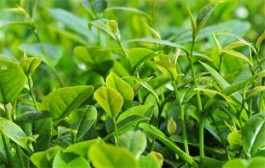 中国茶产业运行情况“晴雨表”发布