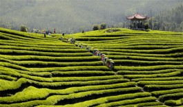 茶在生活中还有哪些用途（茶叶在生活中的几大妙用）