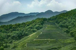 茶旅融合让绿叶变“金叶”